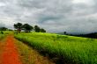 Way to Grassland in Khao Yai