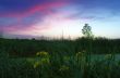 Spring landscape with yellow flower on hill and majestic sunset