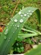 Rain Drop Leaf