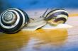 Snail 
