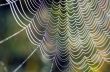 The spider web (cobweb) closeup background.