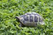 Brown turtle creeps on green grass sunny summer afternoon.