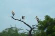 Painted Storks Birds