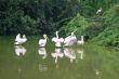 White Pelicans 