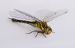 Dragonfly on a white background. Isolate. 