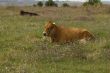 Red bull grazing in the meadow on summer day.