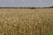 Field of ripe wheat at sunny summer day