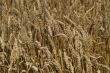 Field of ripe wheat at sunny summer day