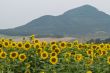 Large and bright sunflowers on the field. 