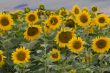 Large and bright sunflowers on the field. 