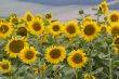 Large and bright sunflowers on the field. 