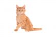 Orange kitten with shocked expression