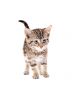 Cute Tabby Kitten with Blue Eyes