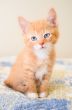 Cute orange kitten sitting on a blue and yellow quilt