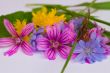 Small bunch of bright meadow flowers.