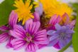 Grasshopper sits on bouquet of colorful flowers