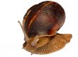 Earthy brown snail in the shell photographed close.