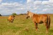 Horse and cow on the field against cloudy sky. 