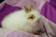 White fluffy little bunny on the purple 
