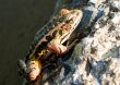 Frog Climbing Wall