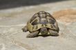 Brown turtle crawls over the flagstones sunny summer afternoon.