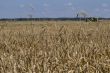 field of ripe wheat at sunny summer day