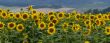 Large and bright sunflowers on the field. 