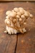 fresh wild mushrooms