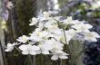 Beautiful white orchid - phalaenopsis