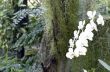Beautiful white orchid - phalaenopsis 