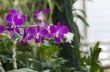 Beautiful purple orchid - phalaenopsis 