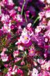 pink Begonia