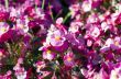 pink Begonia