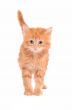 Sad looking ginger kitten with a white background