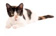 Adorable calico kitten laying on white background