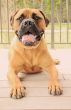 Bullmastiff dog laying on a patio