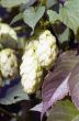 ripened hop cones in the hop garden 