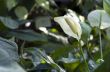 White anthurium flowers over tropical forest