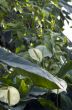 White anthurium flowers over tropical forest