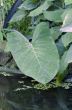 green plants in tropical forest 