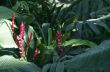colorful bromelia