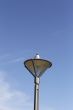 Bird on a lamp post