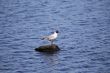 Seagull on a rock