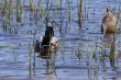 Ducks diving