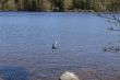 Bird landing in lake