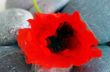 Closeup of dew drops on a poppy petal
