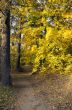 Path leading through the autumn forest on a sunny late afternoon