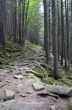 Pathway in summer green mountain forest 