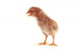 Baby chicken - Stock Image