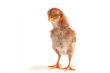 Baby chicken - Stock Image